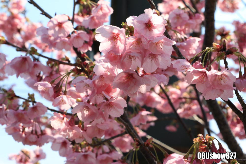 オグショー８２７の陽光桜満開です！