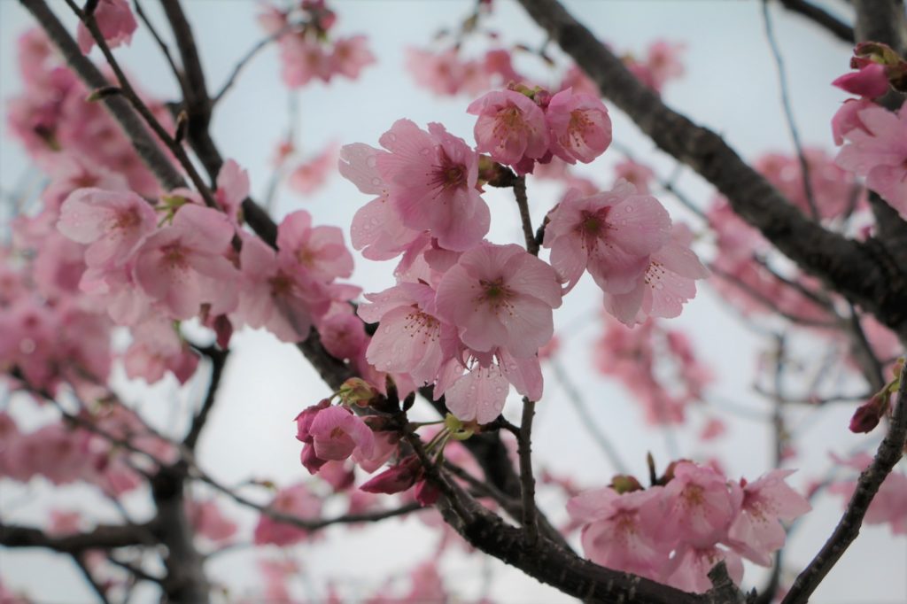 ８２７ガーデン陽光桜