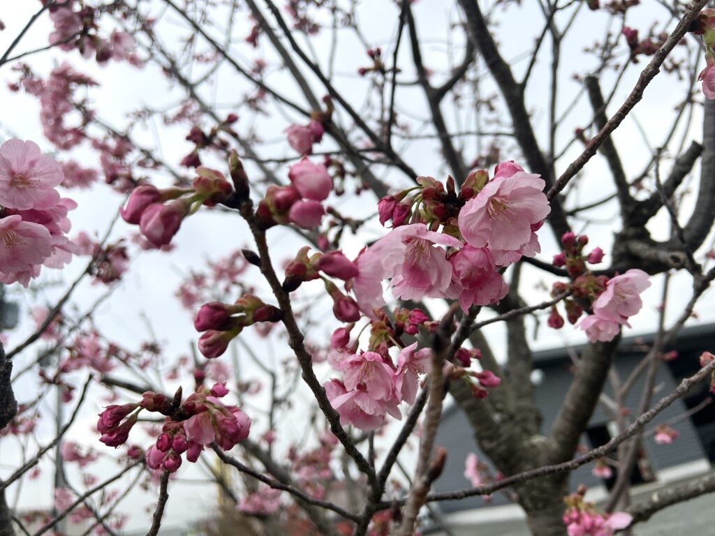 ８２７ガーデンの桜も見ごろになりました