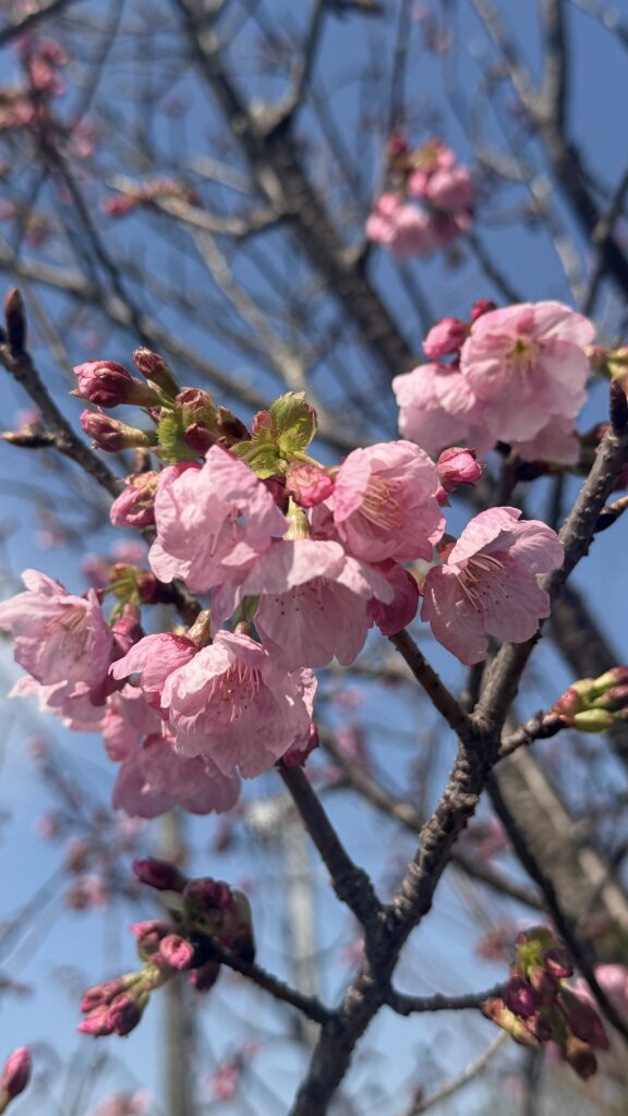 トランポ専門店FUNトラクションの陽光桜