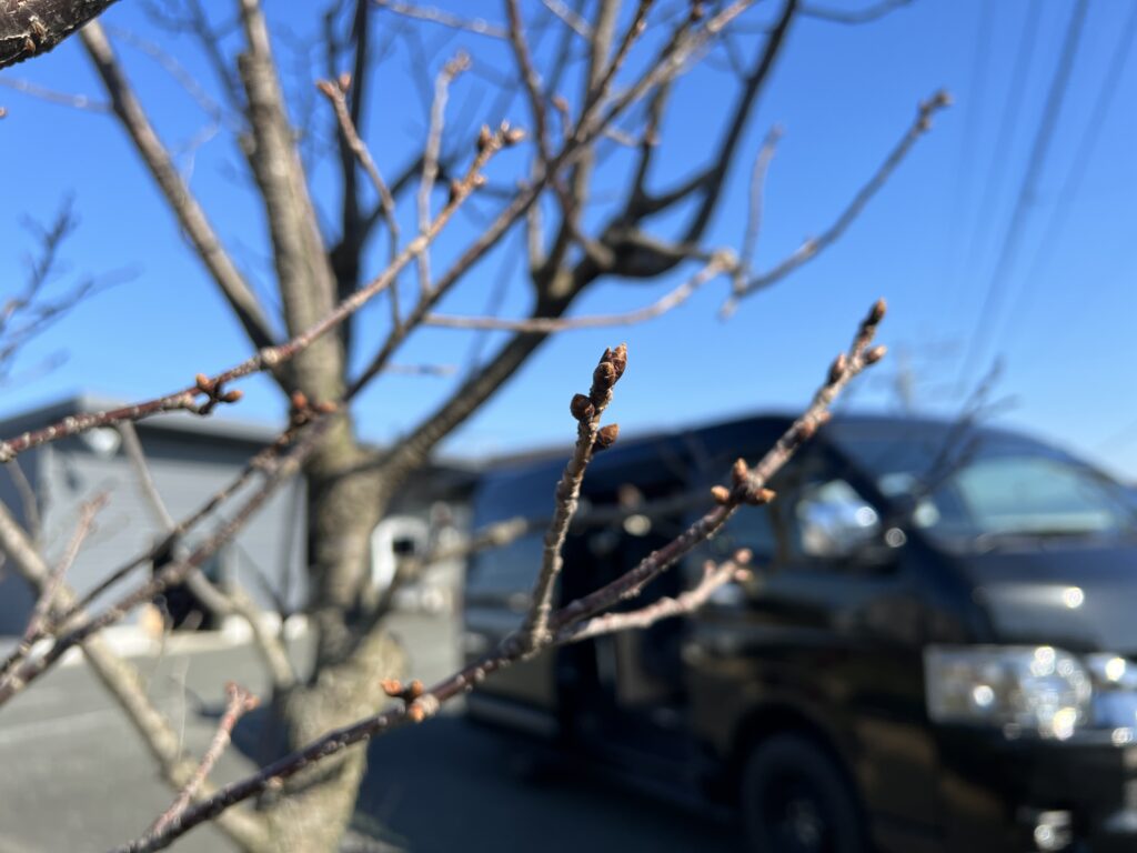 今日の８２７ガーデン陽光桜