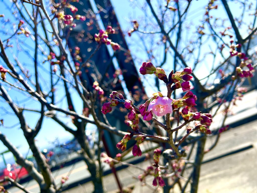 ８２７ガーデン陽光桜